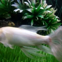 ماهی کوی باله بلند