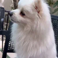 سگ پامر اصل