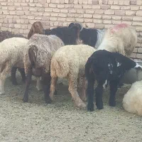 بره چاق بز چاق میش