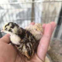 جوجه بلدرچین نژاد ژاپنی