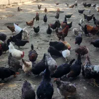 گیلان رشت