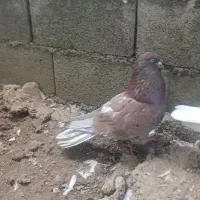 کبوتر پرشی