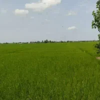 فروش-زمین-کشاورزی
