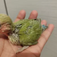 ۳ جوجه طوطی برزیلی سرلاکی