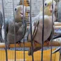 جوجه عروس هلندی