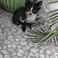 واگذاری بچه گربه دوماهه رایگان