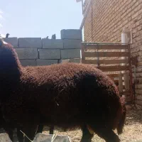 بره نره