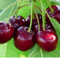 فروش گیلاس ارگانیک