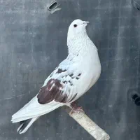 کهنه کفتر نر