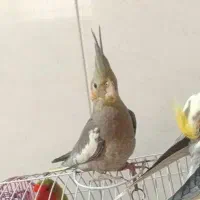 پرنده