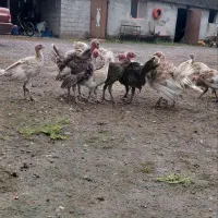 بوقلمون بوربون ۳ماهه