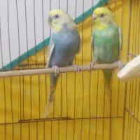 مرغ عشق نروماده