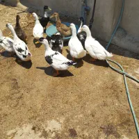 اردک