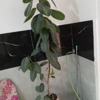 فیوکس|گل و گیاه طبیعی|مشهد, نوده|دیوار