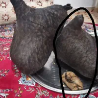 یک عدد هیزه نو