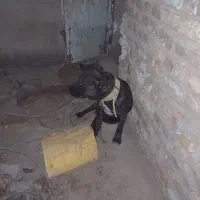 سگ پیتبول نر
