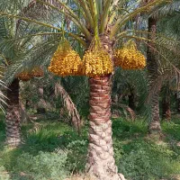 انواع رطب خارک برحی بریم سعمران