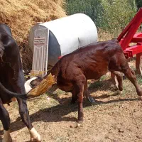 گاو سیمیتال با گوساله آنگوس اصیل
