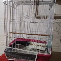 جوجه قناری نر