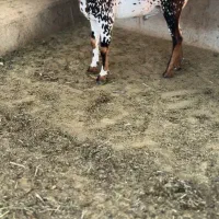 جنس قشنگ|حیوانات مزرعه|دلیجان, |دیوار