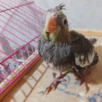 پرنده عروس