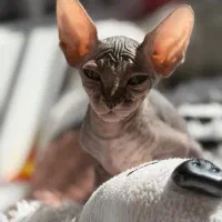 گربه اسفینکس