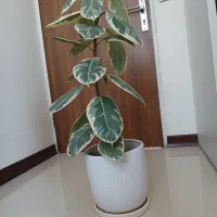 گل فیکوس ابلق ۶۸سانت قد گل قد گل با گلدان ۸۰سانت