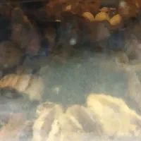 فروش جوجه مرغ و جوجه بوقلمون