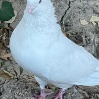 کفتر شمرونی اصل
