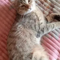 گربه
