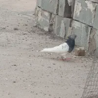 کبوتر رنگی