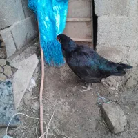 مرغ لاری دورگ