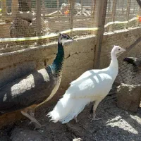 طاووس ماده