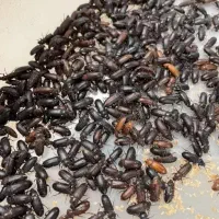 فروش سوسک میلورم