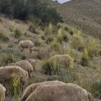 میش مغانی