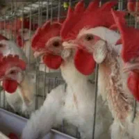 مرغ وخروس سیاه و سفید جهت ذبح
