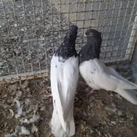 کله قهوه ای نروماده.جوجه سرور و روسری.جوجه پلاکی