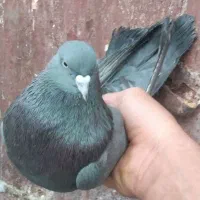 دوتا کبوتر زیبا