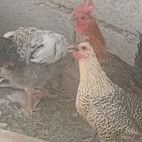 خروس
