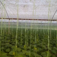 گلخونه اجاره ای