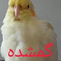 عروس هلندی/توضیحات رو بخون|پرنده|کوهدشت, |دیوار