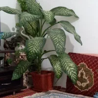 گوگل دیفن به فروش می‌رسد