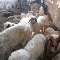 بره برای تاسوعاوعاشورا
