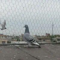 کبوتر آلمانی