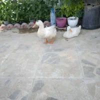 دو عدد مرغابی