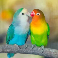 کوتوله برزیلی