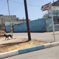 سگ دیده شده