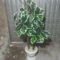 پخش درختچه مصنوعی