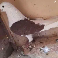 کبوتر ماده قدیم