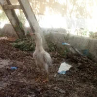 لاری دو ماهه نژاد ترک